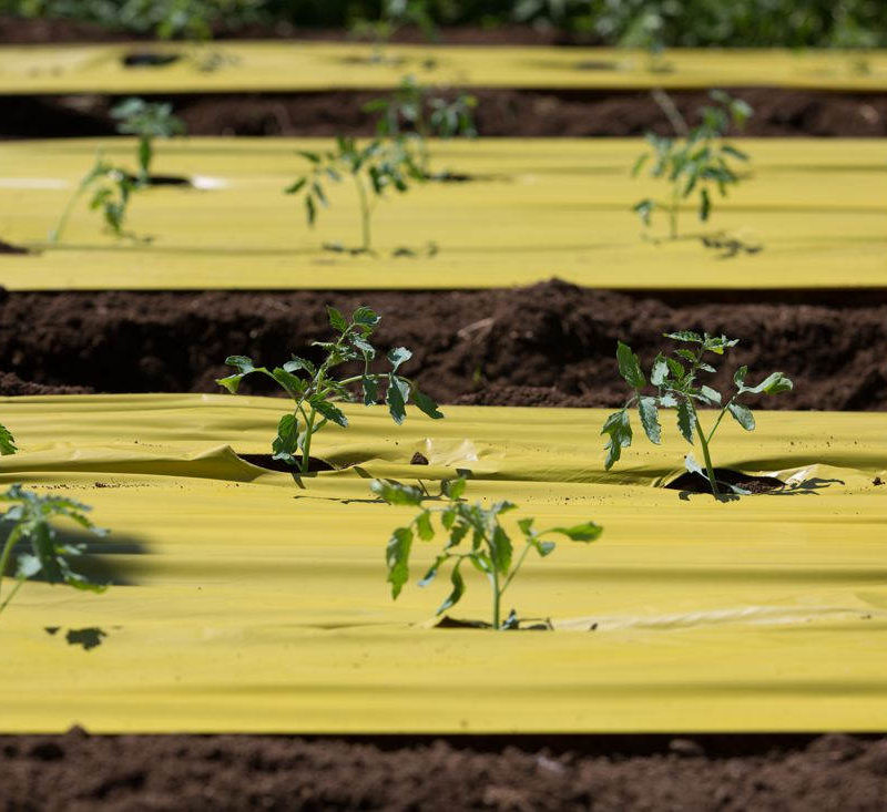 Antonello Colonna farmerchef torpedino